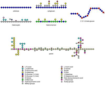 Co-evolution of Enzymes Involved in Plant Cell Wall Metabolism in the Grasses